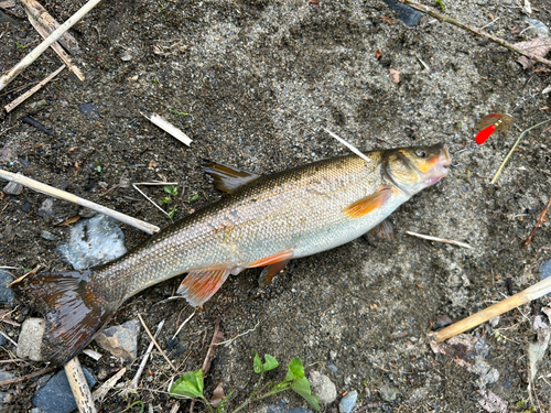 ウグイの釣果