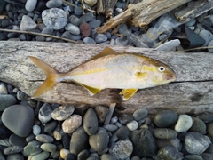 カンパチの釣果