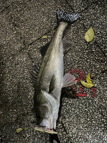 シーバスの釣果