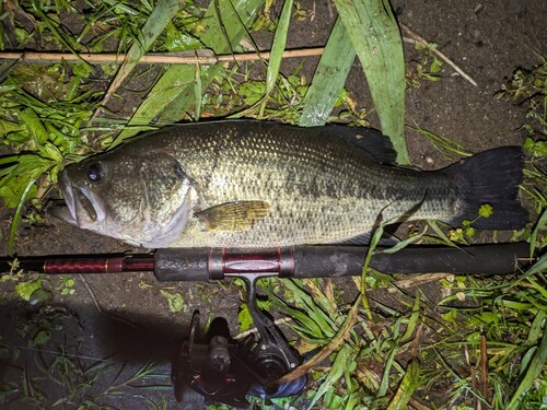 ブラックバスの釣果