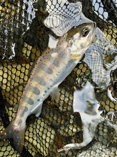 アマゴの釣果