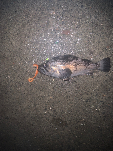 クロソイの釣果