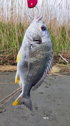 キビレの釣果