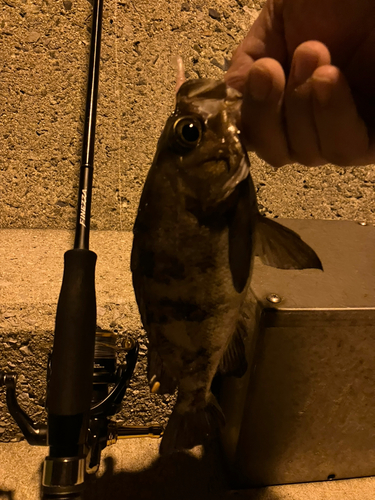 メバルの釣果