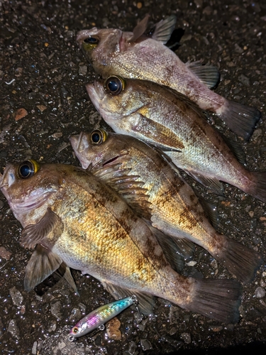 メバルの釣果