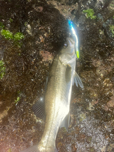 スズキの釣果