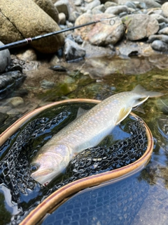 イワナの釣果