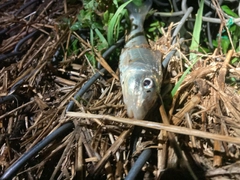 ニゴイの釣果