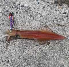 ケンサキイカの釣果
