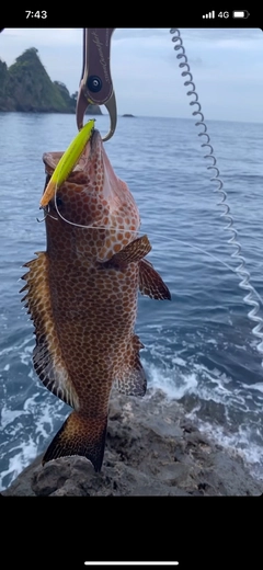 オオモンハタの釣果