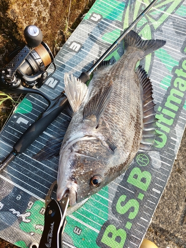 チヌの釣果