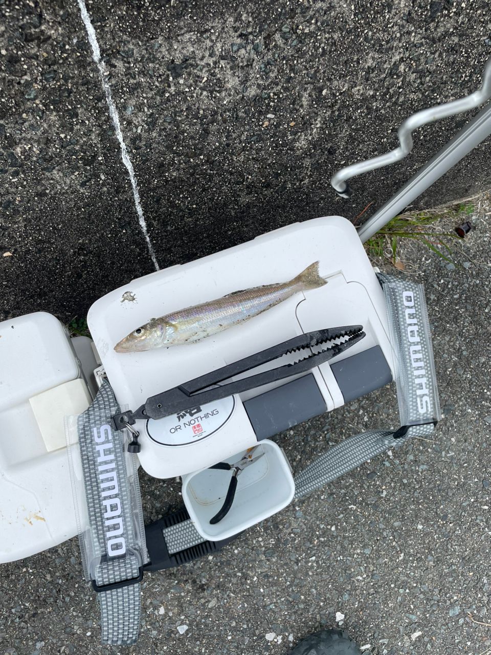SHIMANO 12スピンパワー 405DX-Tの最安値・インプレ・釣果 | 本音の