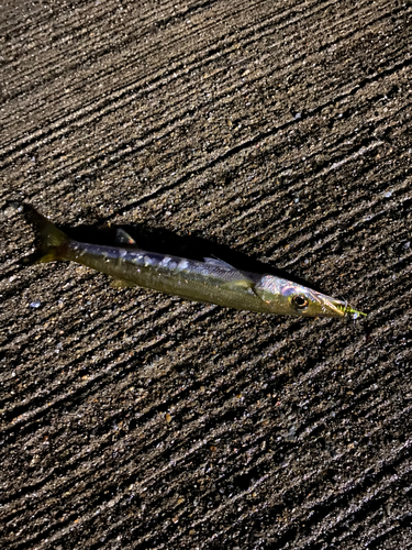 カマスの釣果