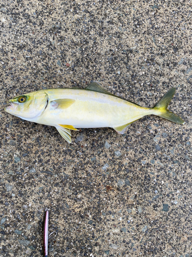 ワカシの釣果