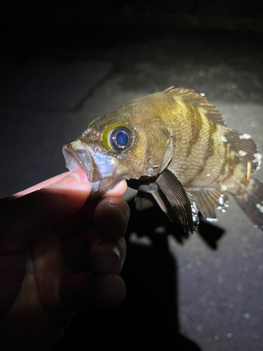 メバルの釣果