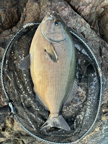 ミナミイスズミの釣果