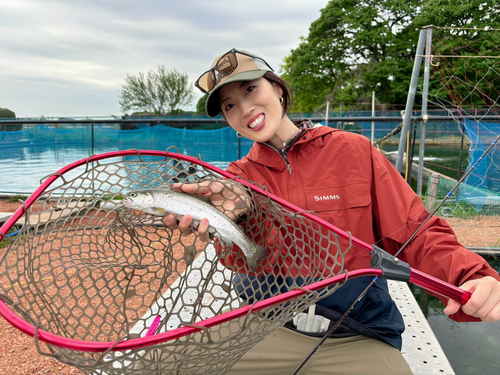 ニジマスの釣果