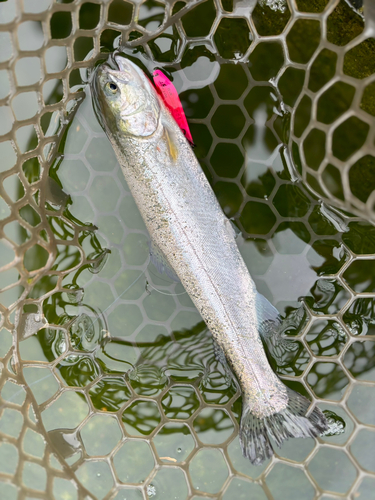 ニジマスの釣果