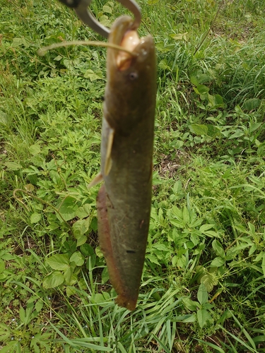 ニホンナマズの釣果