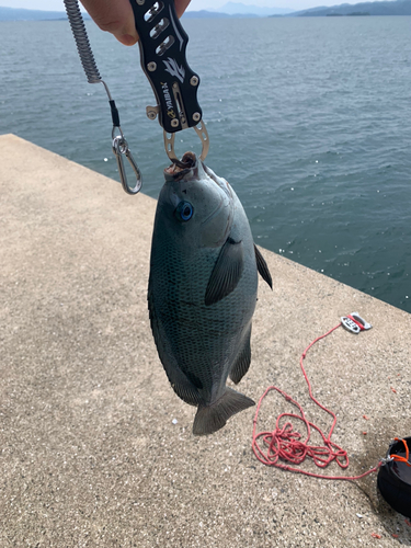 メジナの釣果