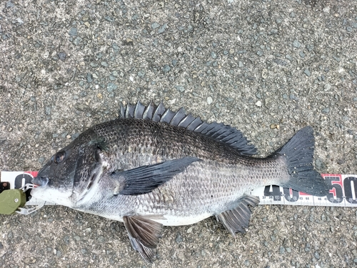 チヌの釣果