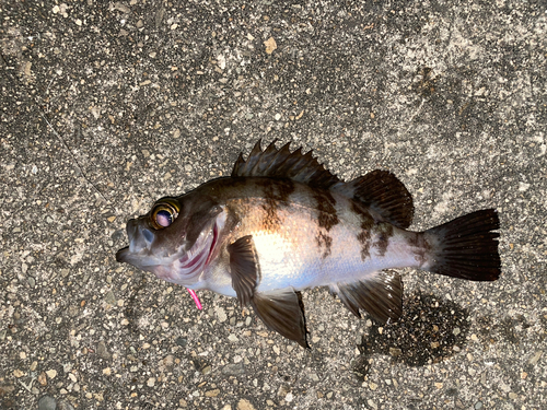 メバルの釣果