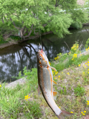 ウグイの釣果