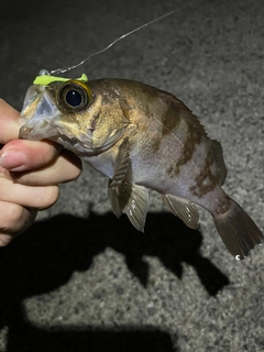 シロメバルの釣果