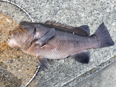 コブダイの釣果