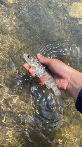 ヤマメの釣果