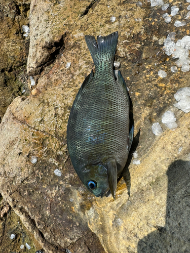 メジナの釣果