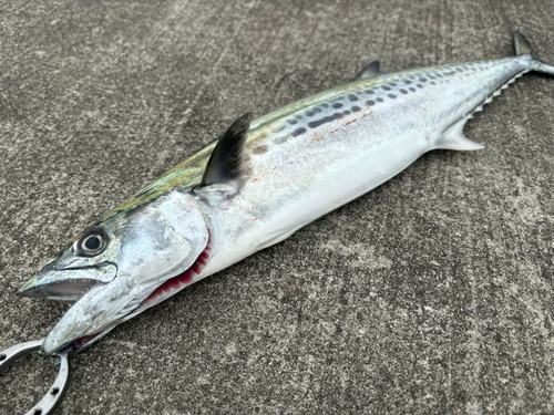 サゴシの釣果