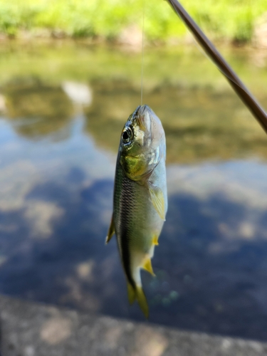 カワムツの釣果