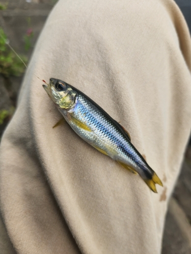 カワムツの釣果