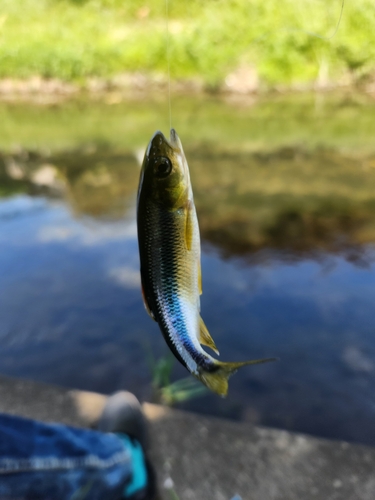 カワムツの釣果