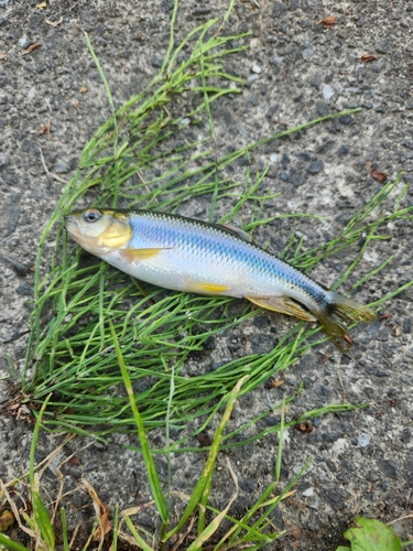 カワムツの釣果