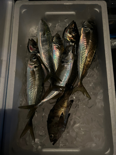 アジの釣果