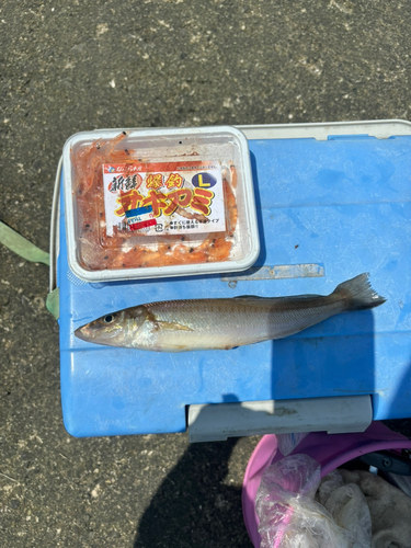 シロギスの釣果