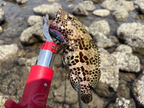 カンモンハタの釣果