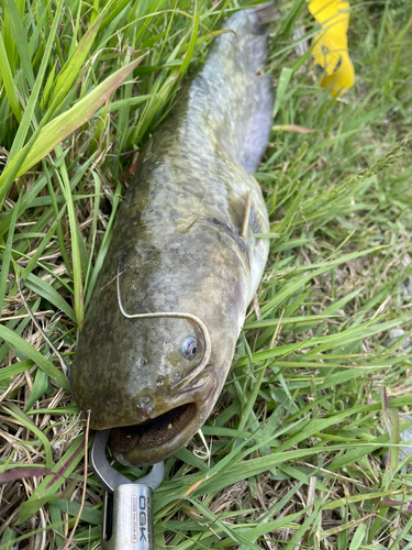 ナマズの釣果