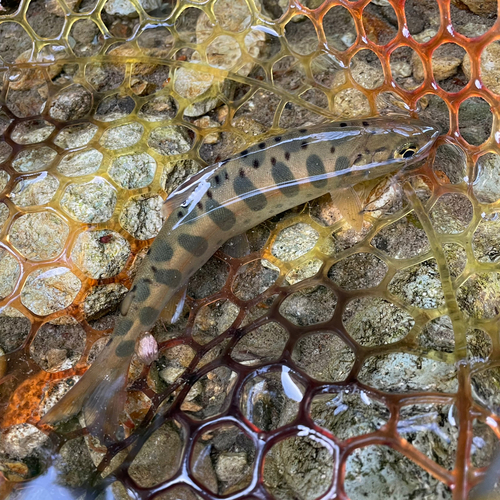 イワナの釣果