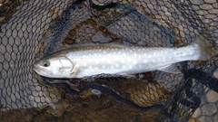 アメマスの釣果