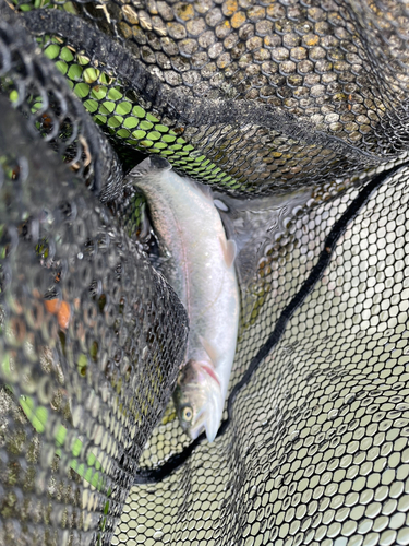 ニジマスの釣果