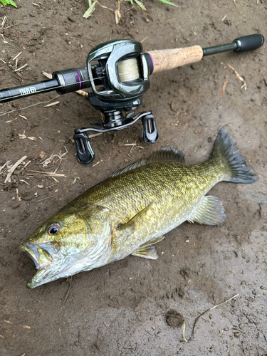 スモールマウスバスの釣果