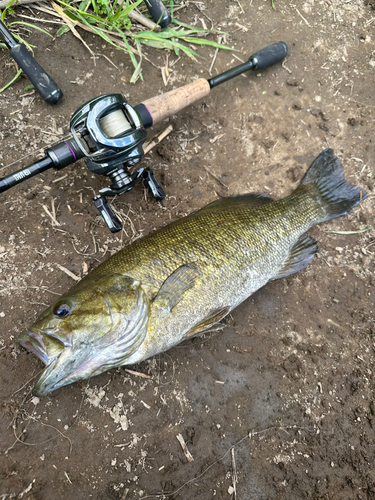 スモールマウスバスの釣果