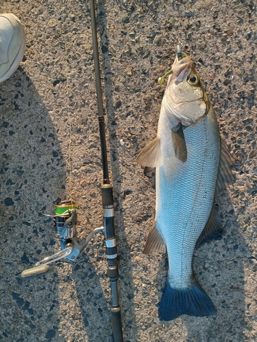 ヒラスズキの釣果