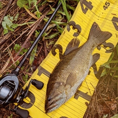 スモールマウスバスの釣果