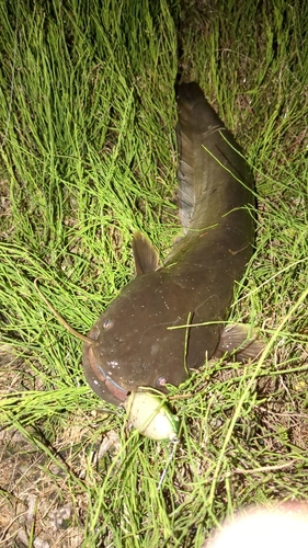 マナマズの釣果