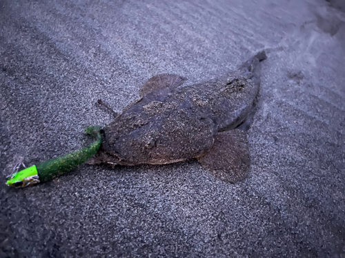 マゴチの釣果