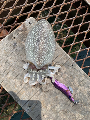 シリヤケイカの釣果